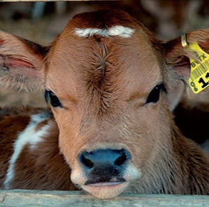 Meet your Posher, Breya